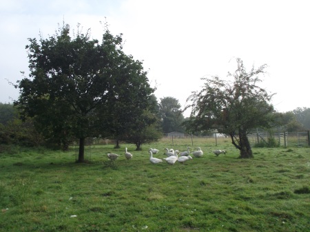 Geese in field